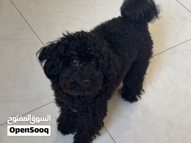 ميني بودل ذكر