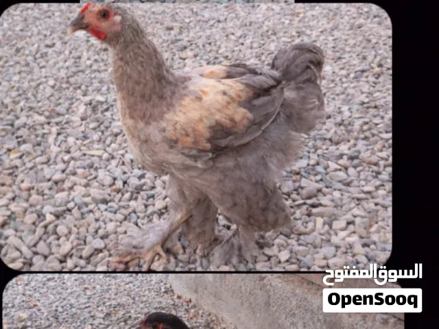 للبيع طقم البولش الاسباني  ودجاج كوشن العملاق