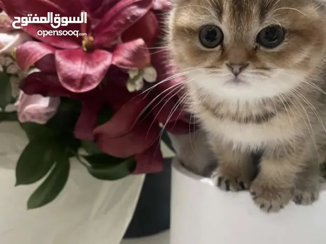 انثى سكوتش فولد بيور بتجنن صحتها ممتازة عمرها شهرين
