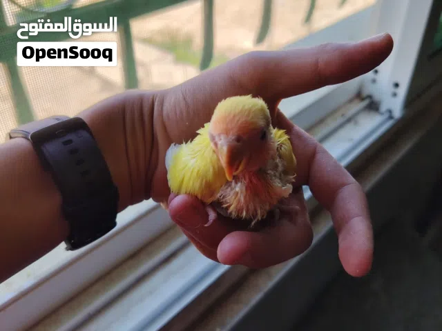 فراخ بغبغاء روز زق يدوي