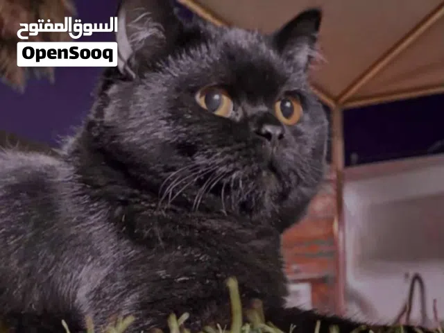 للتزاوج قط بريتش شورت هير ب 30 ريال
