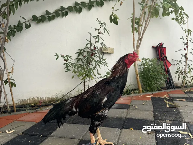 For sale Pakistani miwali rooster ديك باكستاني ميوالي للبيع