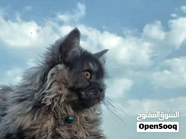 قط للتبني ماخذ جميع تطعيماته ونسبه تساقط شعره قليله جداً جداً سبب التبني لايوجد مكان له