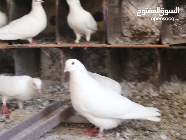 حمام فرنسي بيور نقي السلاله خمس  زواج مع فراخهم  جميع الزواج تحتيهم فراخ