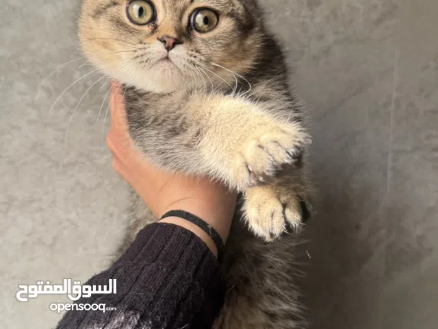 للبيع ذكر سكوتش فولد بيور مستوى فااااخر جداً