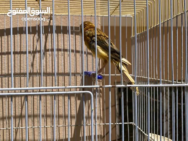ذكر كنار للبيع جاهز بدون قفص بسعر مغري جدا