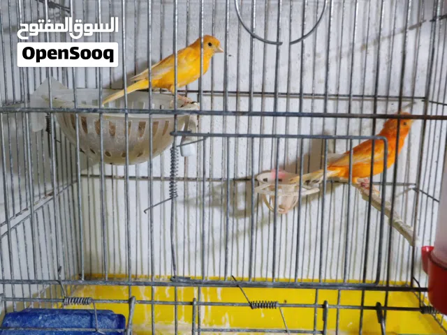 جواز كنار شغالات