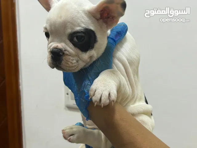 French Bulldogs Puppies ( Call WattsApp)