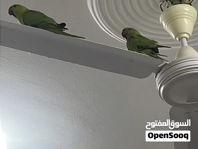 زوج درة للبيع ممتاز شبه أليف
