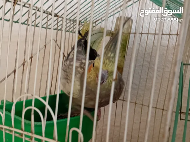 طائر كوكتيل خدمة التوصيل داخل مدينة الرصيفة والجبل الشمالي