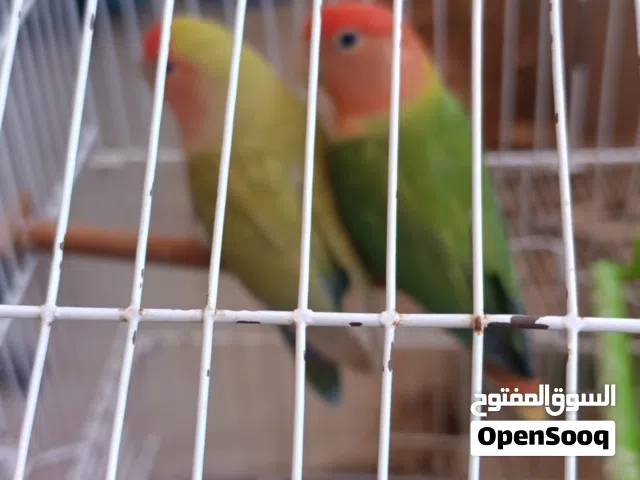 مطلوب كوبية كوكتيل تحتها دحي او فروخ بسعر مناسب