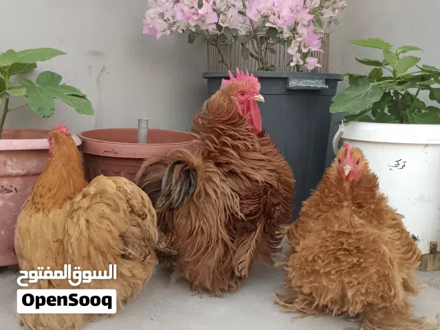 طقم دجاج كوشن