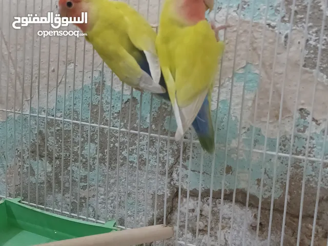 جوز روز للانتاج و اتغريد