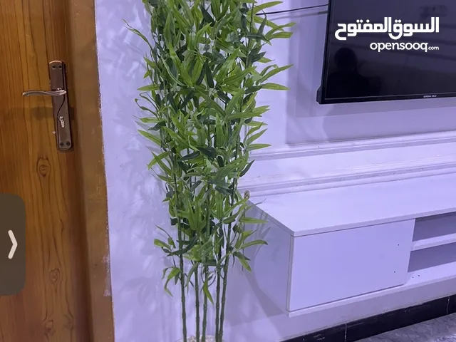 شجره البامبو جديد