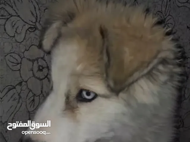 كلب هاسكي العمر 10