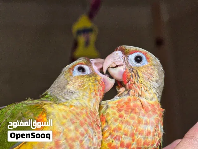 لهواه الشقاوه والبغبغانات المتكلمه الاليفه اجمل مجموعه ببغاء كونيور تاكيل يدوي الفين