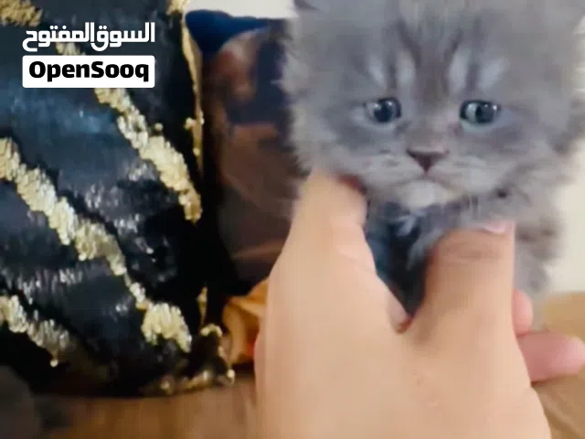 قطط صغيره عدد 4عمر35