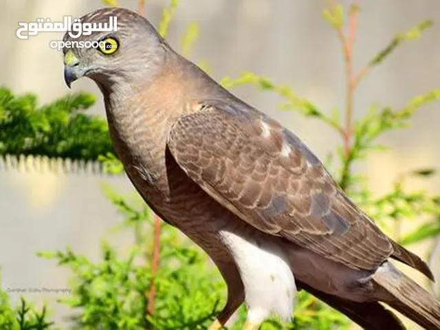 Falcon little banded goshawk birds of prey of the family Accipitridae. They are very widely