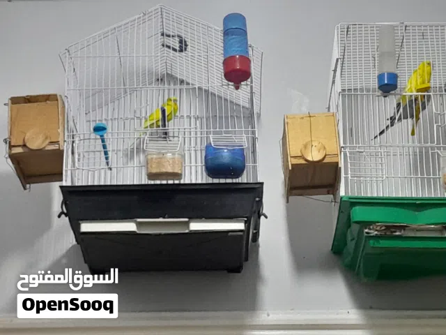 طيور للبيع اقرا الوصف