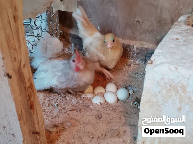 للبيع دجــاج كـيـنـي الــوان نـــادره مشاء الله