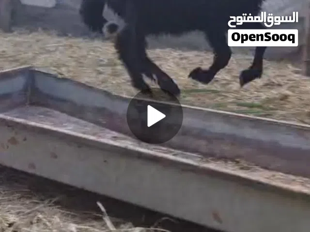 للبيع كبشان اثنين سمان حلوات تبارك الرحمان