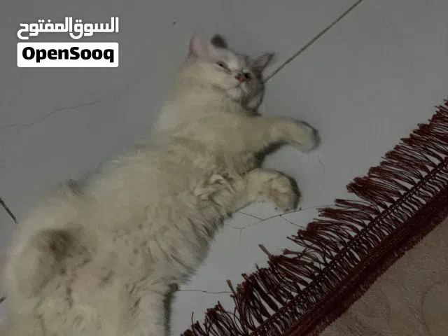 قطة هملايا عمرها 3 اشهر لعوبة وهادئة