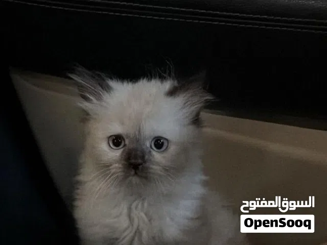 قطة هملايا أليفه ولعوبه