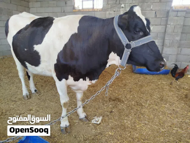 بچر جمة الماني شرط الصحة من كل شيء فارغة