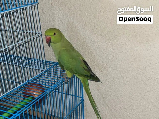 بغبغاء هندي