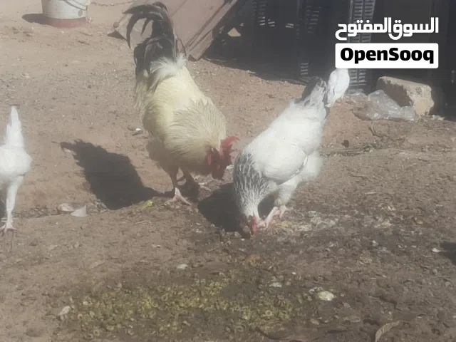 دجاج أوفراوج