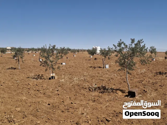 Farm Land for Sale in Madaba Thiban