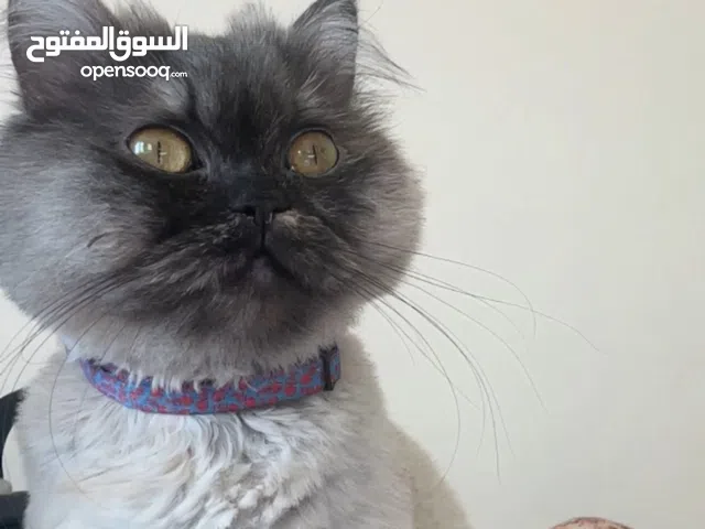 قطاوه للبيع