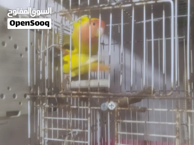 كوبيا بركاديلو الصحه تمام جاهزات الحضانه 250 دينار بدون قص
