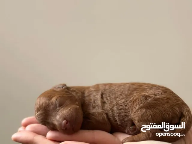 toy poodle for sale in Jordan