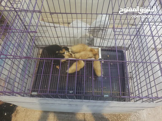 قفص حجم كبير يصلح للقطط اوالكلاب  او طيور