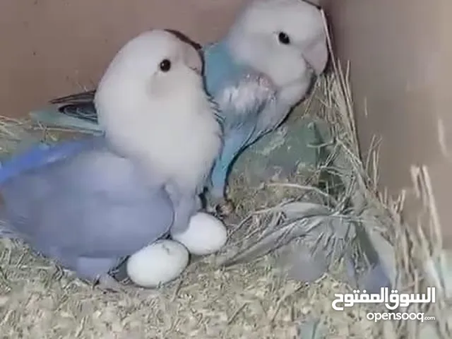 للبيع زوج روز منتج
