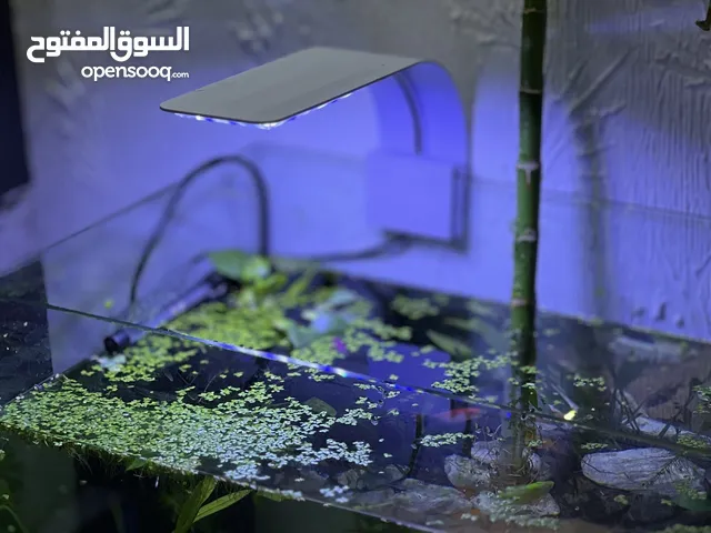 حوض سمك ً