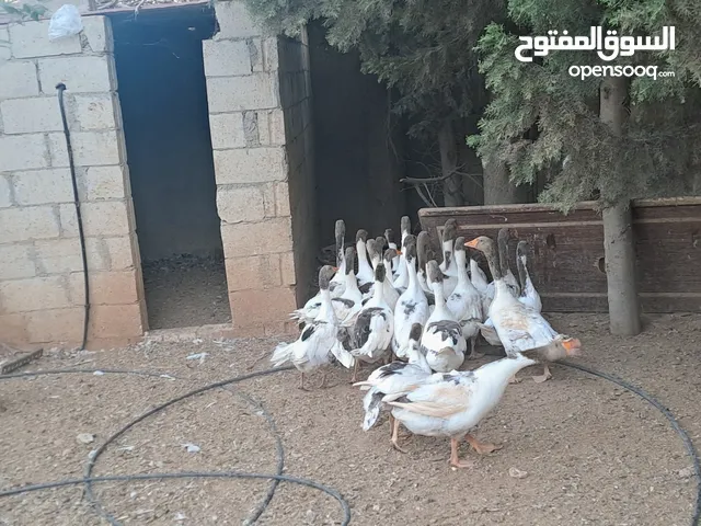 وز شغالة للبيع