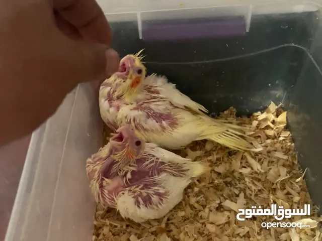 فروخ كوكتيل متعلمين على الغر