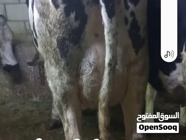 بقر للبيع