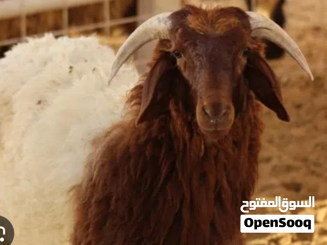 للبيع ذبايع محلي غنم تربيه