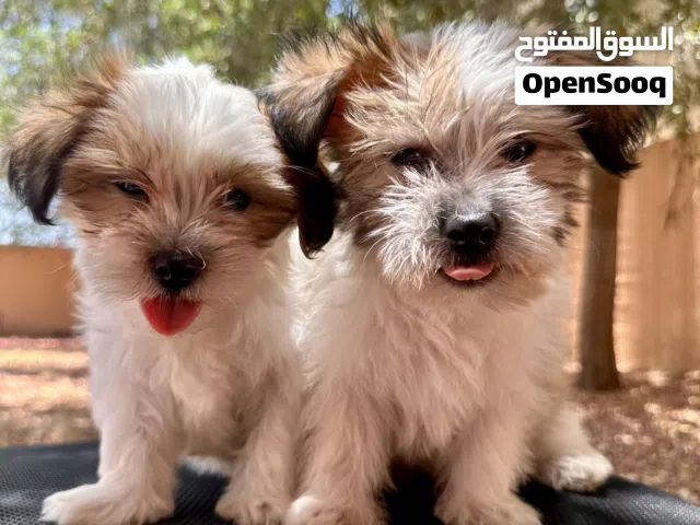 Shi Tzuh Puppy for Rehoming