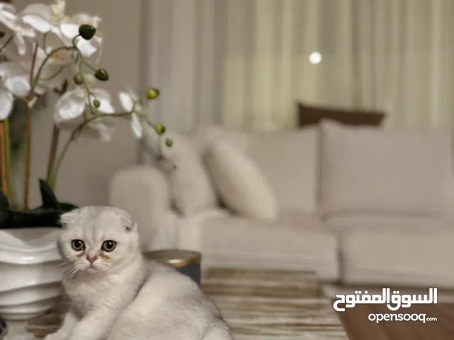 سكوتش فولد بيور