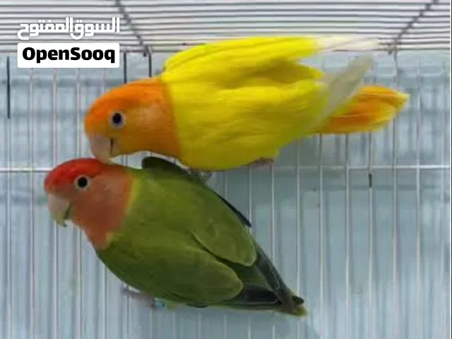 مطلوب انثى روز اوبلاين