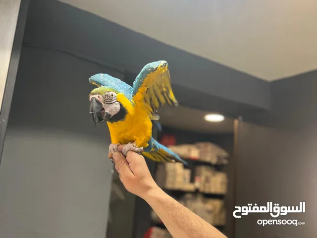 ببغاء مكاو