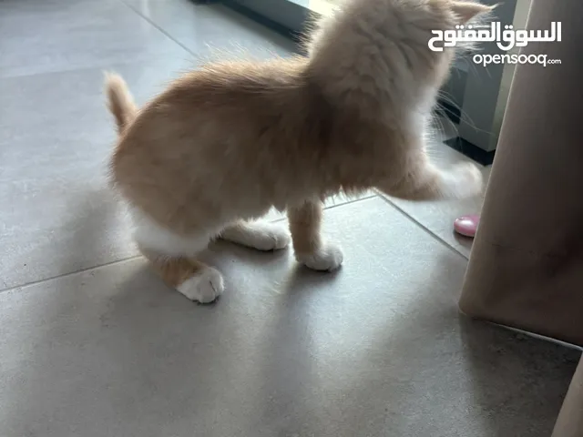 Cat for adoption in bahrain manama for free