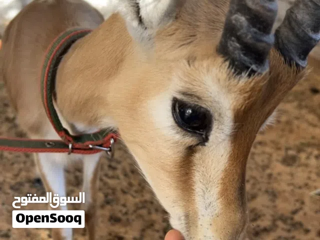 جدي غزال مروض مواليد حظيرة