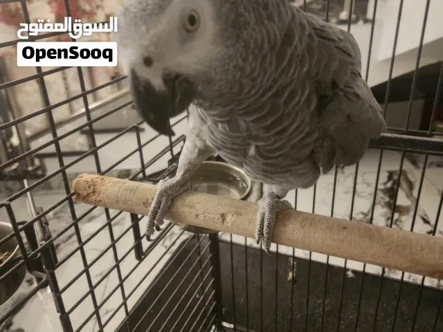 ببغاء زنجباري