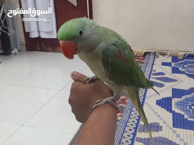 نيبالي اليف يلعب ياكل من يدك مشاءالله بيع مستعجله يحب يوقف بلكتف