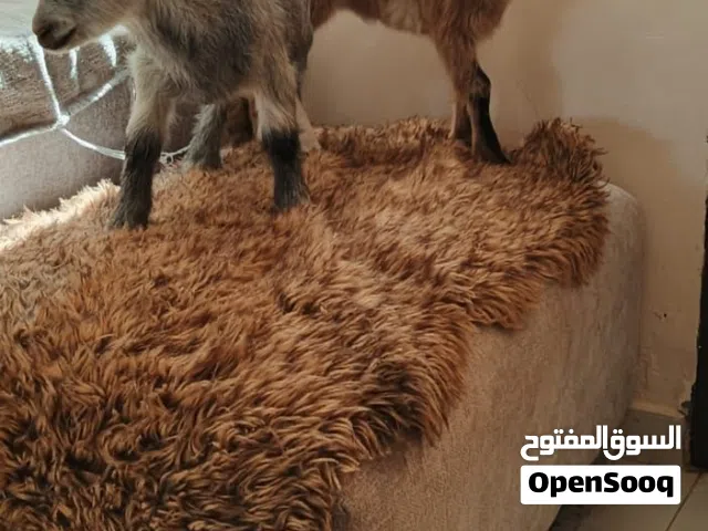 صلاة النبي سخلتين وجدي مقزم